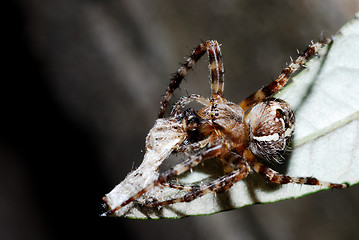 Image showing spider and a prey