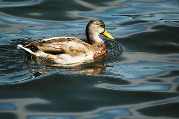 Image showing duck