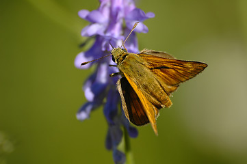 Image showing butterfly on the bloom