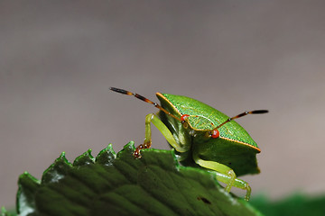 Image showing Stink Bug  beyond leaf