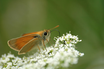 Image showing buterfly on the bloom