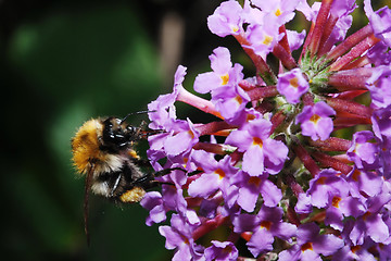 Image showing bumble bee on the flower
