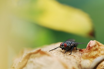 Image showing fly nt the leaf