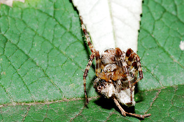 Image showing spider and a prey