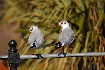 Image showing seagulls