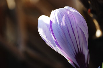 Image showing spring flower