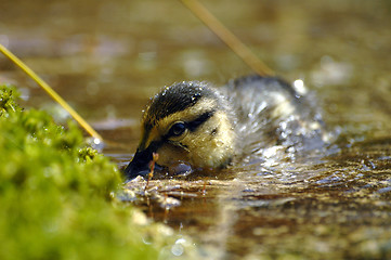 Image showing duckling at the lake