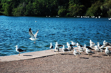 Image showing sully lake