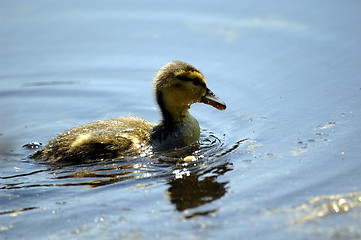 Image showing duckling at the lake