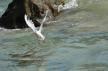 Image showing seagull