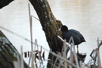 Image showing water bird