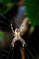 Image showing spider on the net