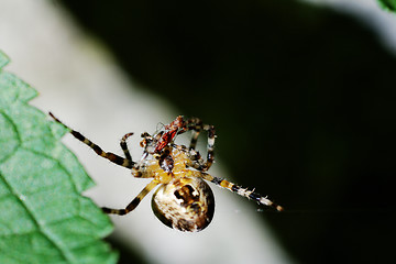 Image showing spider and prey