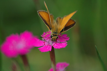 Image showing buterfly on the bloom