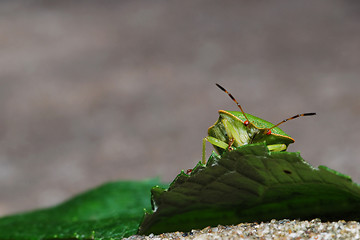 Image showing Stink Bug  beyond leaf