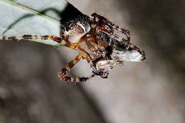 Image showing spider and a prey