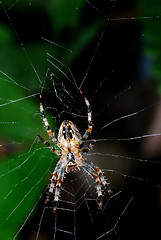 Image showing spider on the net