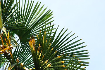 Image showing palm leaf