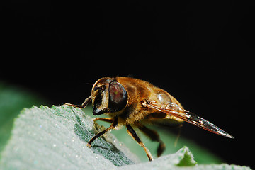 Image showing bee on the leaf