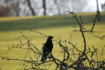 Image showing crow