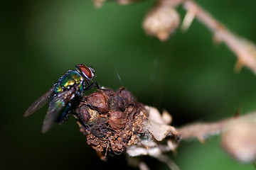 Image showing fly on the dry flower