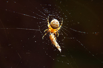 Image showing spider