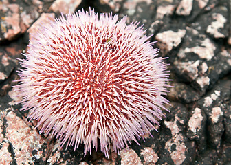 Image showing sea â€‹â€‹urchins