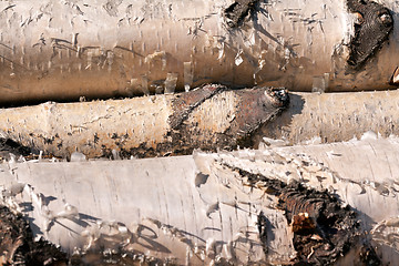 Image showing three birch logs