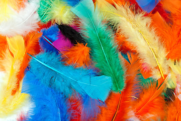 Image showing background of colored feathers of birds.