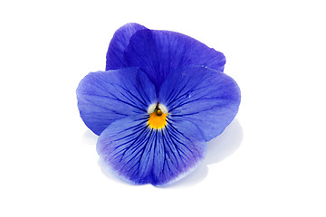 Image showing One flower with petal