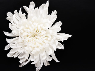 Image showing fresh white chrysanthemum