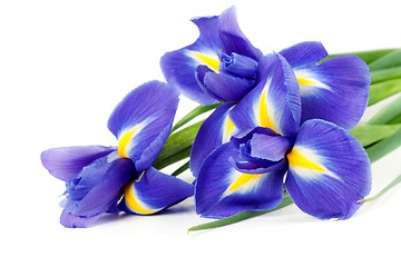 Image showing iris bouquet