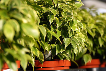 Image showing Ficus Benjamina plants in garden center