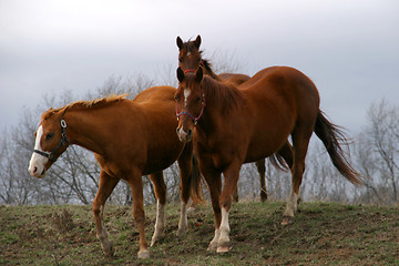 Image showing Horses 1