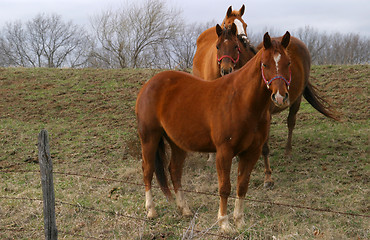 Image showing Horses 2