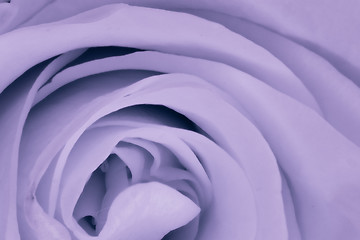 Image showing violet rose close up