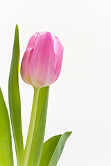 Image showing pink tulips