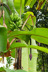 Image showing banana plant