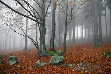 Image showing misty forest