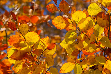 Image showing autumn foliage