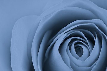 Image showing blue rose macro