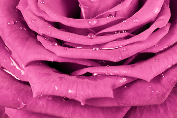 Image showing pink rose