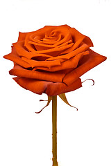 Image showing orange rose