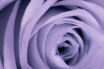 Image showing violet rose close up