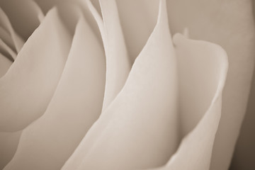 Image showing white rose macro