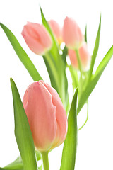 Image showing orange tulips