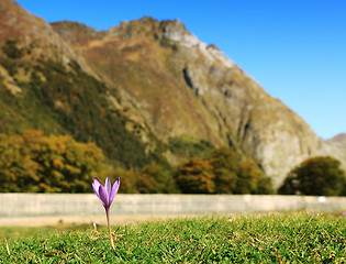 Image showing Lonely violet