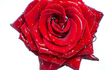 Image showing red rose