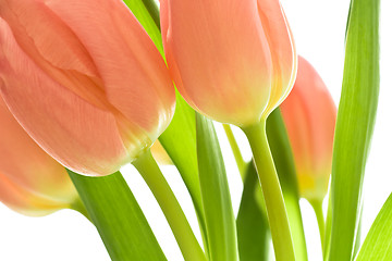 Image showing orange tulips