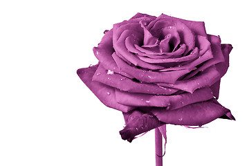 Image showing pink rose